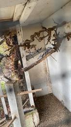 Diamantduiven, Meerdere dieren