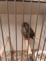 Gloster, Dieren en Toebehoren, Vogels | Kanaries, Vrouwelijk, Postuurkanarie