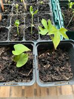 Zoete aardappel stekjes, Zomer, Vaste plant, Ophalen, Groenteplanten