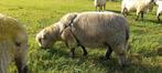 Hampshire Down ram, Dieren en Toebehoren, Mannelijk, Schaap, 0 tot 2 jaar