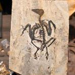 Fossiele vogel Liaoning China, Ophalen of Verzenden, Fossiel