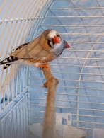 Zebravinkjes, Dieren en Toebehoren, Vogels | Overige Vogels, Mannelijk, Tropenvogel