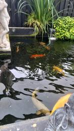 Koikarpers 11 st en 1 steur ivm stoppen van hobby, Dieren en Toebehoren, Vissen | Vijvervissen, Karper of Koi