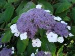7 bijzondere fluweelhortensia struiken 100 euro totaal, Ophalen, Hortensia, Struik, Minder dan 100 cm