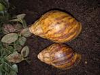 Archachatina marginata ovum, Dieren en Toebehoren, Reptielen en Amfibieën, 0 tot 2 jaar