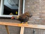 Wyandotte kriel haantjes, Dieren en Toebehoren, Pluimvee, Mannelijk, Kip