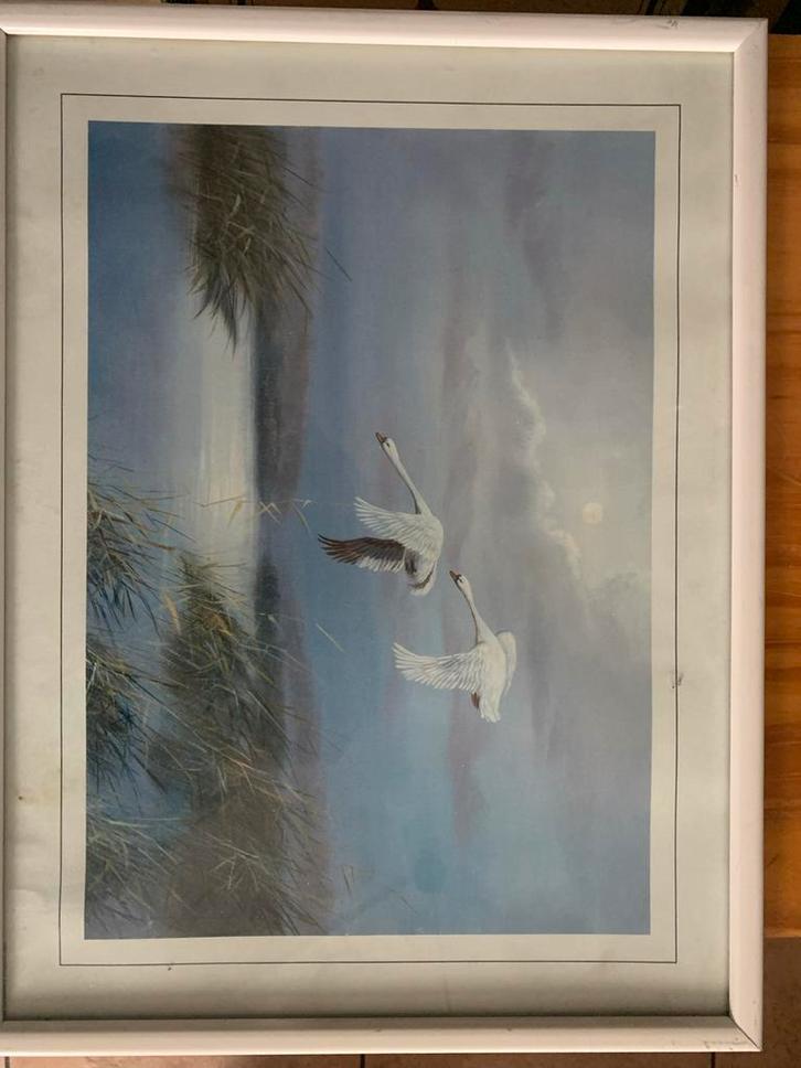 Afbeelding met Zwanen, Antiek en Kunst, Kunst | Tekeningen en Foto's, Ophalen of Verzenden