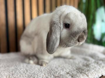Ter dekking: prachtige blauw sallander minilop ram beschikbaar voor biedingen
