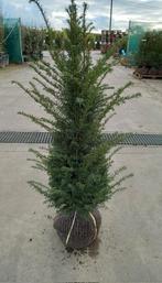 Taxus Baccata met kluit, Bloeit niet, Halfschaduw, 100 tot 250 cm, Overige soorten