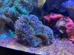 Indische schijfanemoon (Rhodactis Indosinensis), Dieren en Toebehoren, Vissen | Aquaria en Toebehoren, Ophalen, Nieuw, Overige typen
