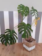 Gratis* Monstera kamerplant / gatenplant exclusief mand (2), Huis en Inrichting, Kamerplanten, Ophalen, Overige soorten, Halfschaduw