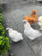 Zijdehoender hennen net aan de leg ., Dieren en Toebehoren, Vrouwelijk, Kip