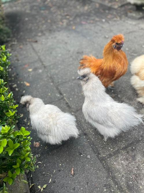 Zijdehoender hennen net aan de leg ., Dieren en Toebehoren, Pluimvee, Kip, Vrouwelijk