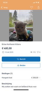 Oplichte britse korthaar heerlen, Dieren en Toebehoren, Katten en Kittens | Raskatten | Korthaar, Meerdere dieren