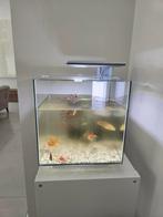 Aquarium met 2 goudvissen, Dieren en Toebehoren, Vissen | Aquaria en Toebehoren, Ophalen, Zo goed als nieuw, Leeg aquarium