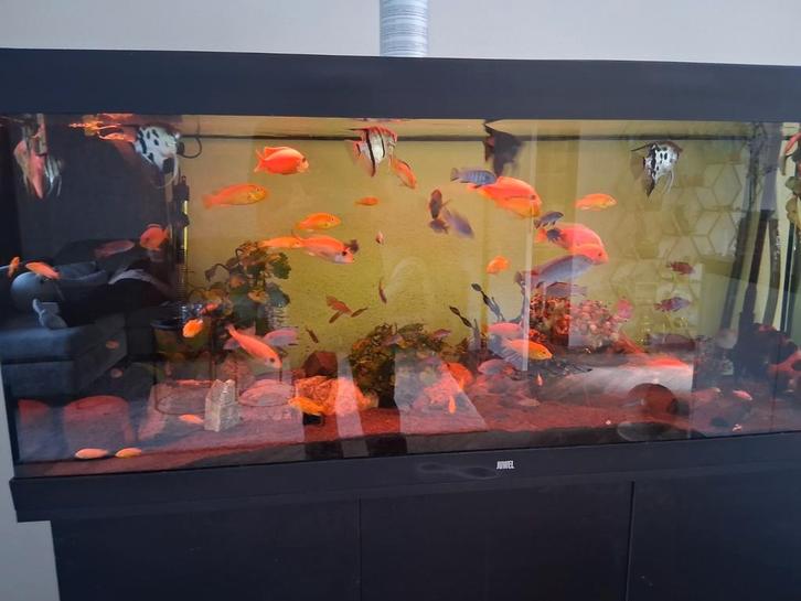 Volledig ciclide bestand, Dieren en Toebehoren, Vissen | Aquariumvissen, Vis