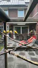 Te koop, Dieren en Toebehoren, Meerdere dieren, Kleurkanarie