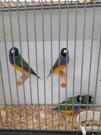 Gould amadine goulds, Dieren en Toebehoren, Meerdere dieren, Tropenvogel, Geringd