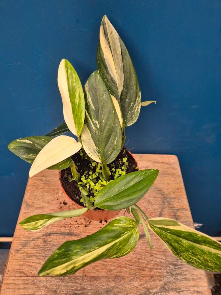 Monstera Standleyana Variegata p12 (6), Huis en Inrichting, Kamerplanten, Minder dan 100 cm, Halfschaduw, Ophalen of Verzenden