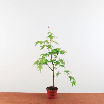 Acer Palmatum 'Yama-momiji'