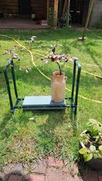 Rode Beuk Fagus, Jonge Bonsai, Bloeit niet, Leiboom, Ophalen of Verzenden, Minder dan 100 cm