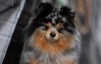 Pomeriaan merle en tan Dekreu met stamboom, Dieren en Toebehoren, Honden | Dekreuen, Particulier, Rabiës (hondsdolheid), Reu, 1 tot 2 jaar