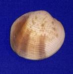 schelpen, Periglypta puerpera, Verzamelen, Ophalen of Verzenden, Schelp(en)