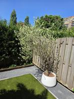 Olijfboom met pot, Ophalen, Volle zon, Olijfboom, 100 tot 250 cm