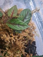 0.1.1 pumilio punta laurel, Dieren en Toebehoren, Reptielen en Amfibieën, Slang