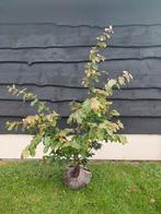 Perzisch ijzerhout Parrotia persica, Volle zon, Lente, Minder dan 100 cm, Overige soorten