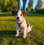 AnnyX hondentuigje XXS Kaneel, Verzenden, Zo goed als nieuw