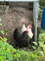 Gezocht: nieuw thuis voor onze zwarte Australorp (Annabel), Vrouwelijk, Kip