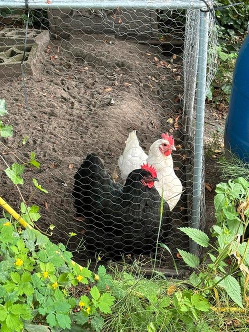 Gezocht: nieuw thuis voor onze zwarte Australorp (Annabel), Dieren en Toebehoren, Pluimvee, Kip, Vrouwelijk