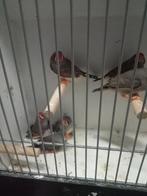 Klein formaat split charcoal zebravinken, Meerdere dieren