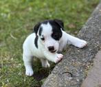 Jack Russel reutje uit geteste ouders, Dieren en Toebehoren, Honden | Jack Russells en Terriërs, Jack Russell Terriër, Reu, CDV (hondenziekte)