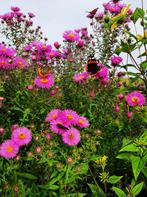 Onbespoten Asters Herfst-asters vaste planten bio-geteeld, Ophalen, Overige soorten, Halfschaduw