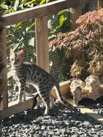 Bengaalse Poes( kitten)  zoekt een nieuw thuis, Dieren en Toebehoren, Katten en Kittens | Raskatten | Korthaar, Poes, Gechipt