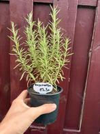 Rozemarijn, Tuin en Terras, Planten | Tuinplanten, Ophalen of Verzenden