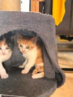 Kitten katertje wit/oranje, Dieren en Toebehoren, Katten en Kittens | Overige Katten, Kater, Kortharig, 0 tot 2 jaar