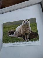 SCHAAP. MET JONG, Ophalen of Verzenden, Overige thema's