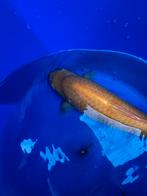 Akame karashigoi te koop., Dieren en Toebehoren, Vissen | Vijvervissen, Karper of Koi