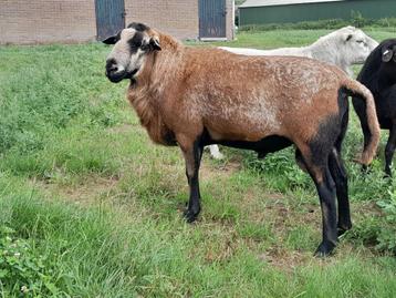 Maasduinen dekram  beschikbaar voor biedingen