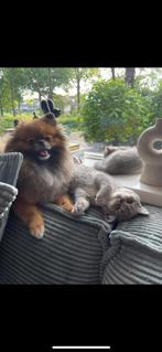 Mini pomeriaan teefje 2 jaar oud, Dieren en Toebehoren, Overige rassen, 1 tot 2 jaar, Teef, Parvo