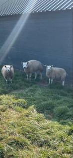 Ooilammeren, texelaar, te koop, Dieren en Toebehoren, Schapen, Geiten en Varkens, Vrouwelijk, Schaap, 0 tot 2 jaar