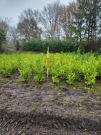 +=400 prunus laurier in 1 koop, Tuin en Terras, Planten | Bomen, Ophalen, Halfschaduw, Overige soorten, Lente