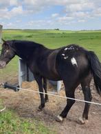 Superleuke, brave E pony, Appaloosa., Dieren en Toebehoren, Ruin, E pony (1.48m - 1.57m), Gechipt, 7 tot 10 jaar