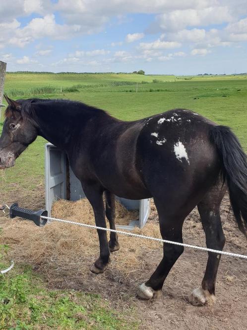 Superleuke, brave E pony, Appaloosa., Dieren en Toebehoren, Pony's, Ruin, E pony (1.48m - 1.57m), 7 tot 10 jaar, Gechipt, Ontwormd