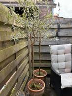 olijfbomen in pot - 185cm hoog, Tuin en Terras, Bloeit niet, 100 tot 250 cm, Olijfboom, Ophalen