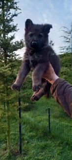 Wolfsgrauwe Duitse herder pup uit Keurfok, Dieren en Toebehoren, Honden | Herdershonden en Veedrijvers, CDV (hondenziekte), Meerdere