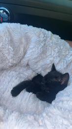 Lieve kitten te koop, Poes